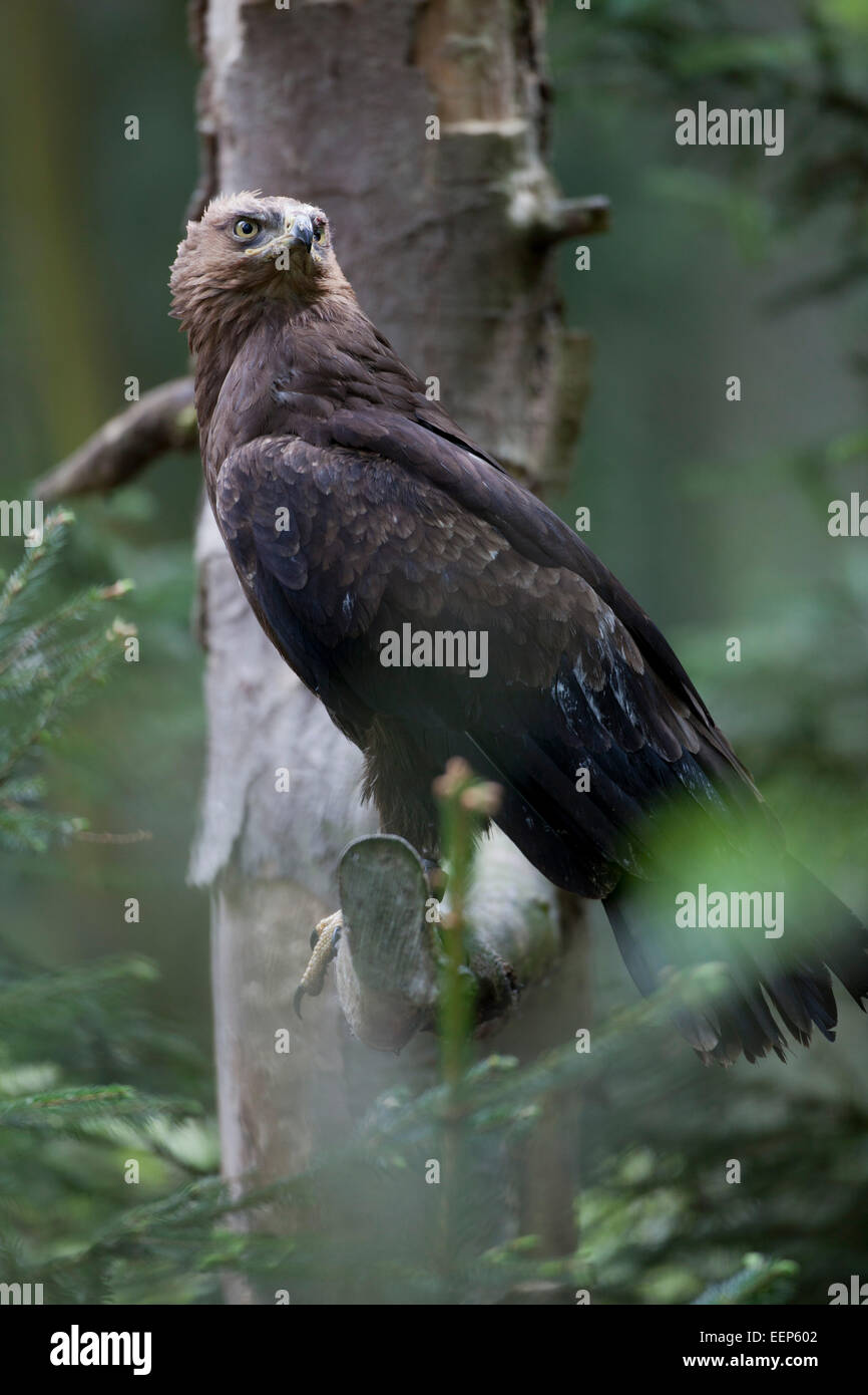 Schreiadler / Aquila pomarina, lesser spotted eagle Foto Stock