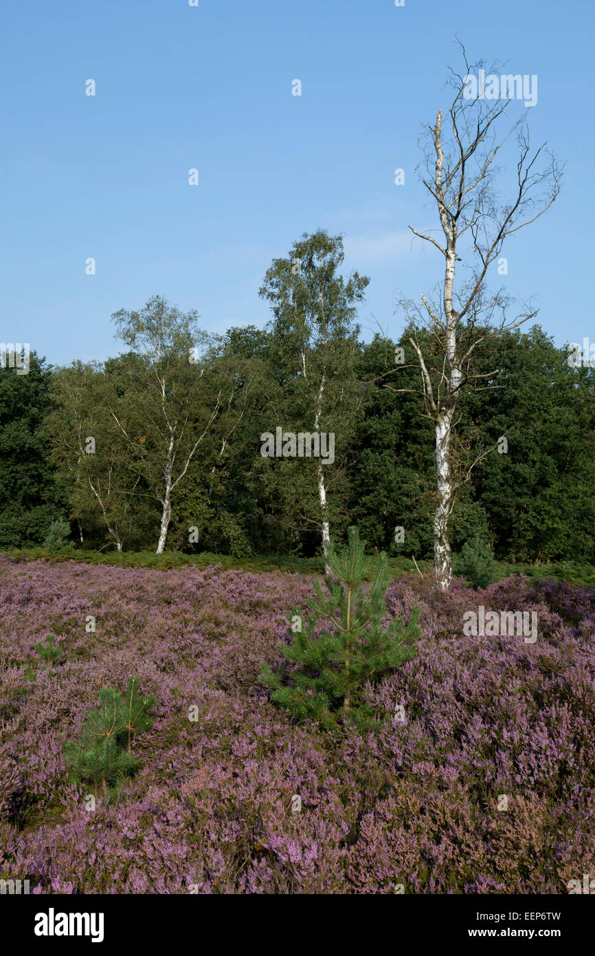 Parco Nazionale De Meinweg Paesi Bassi, Vossenkop / Blühende Besenheide / Calluna vulgaris / Heidekraut Foto Stock