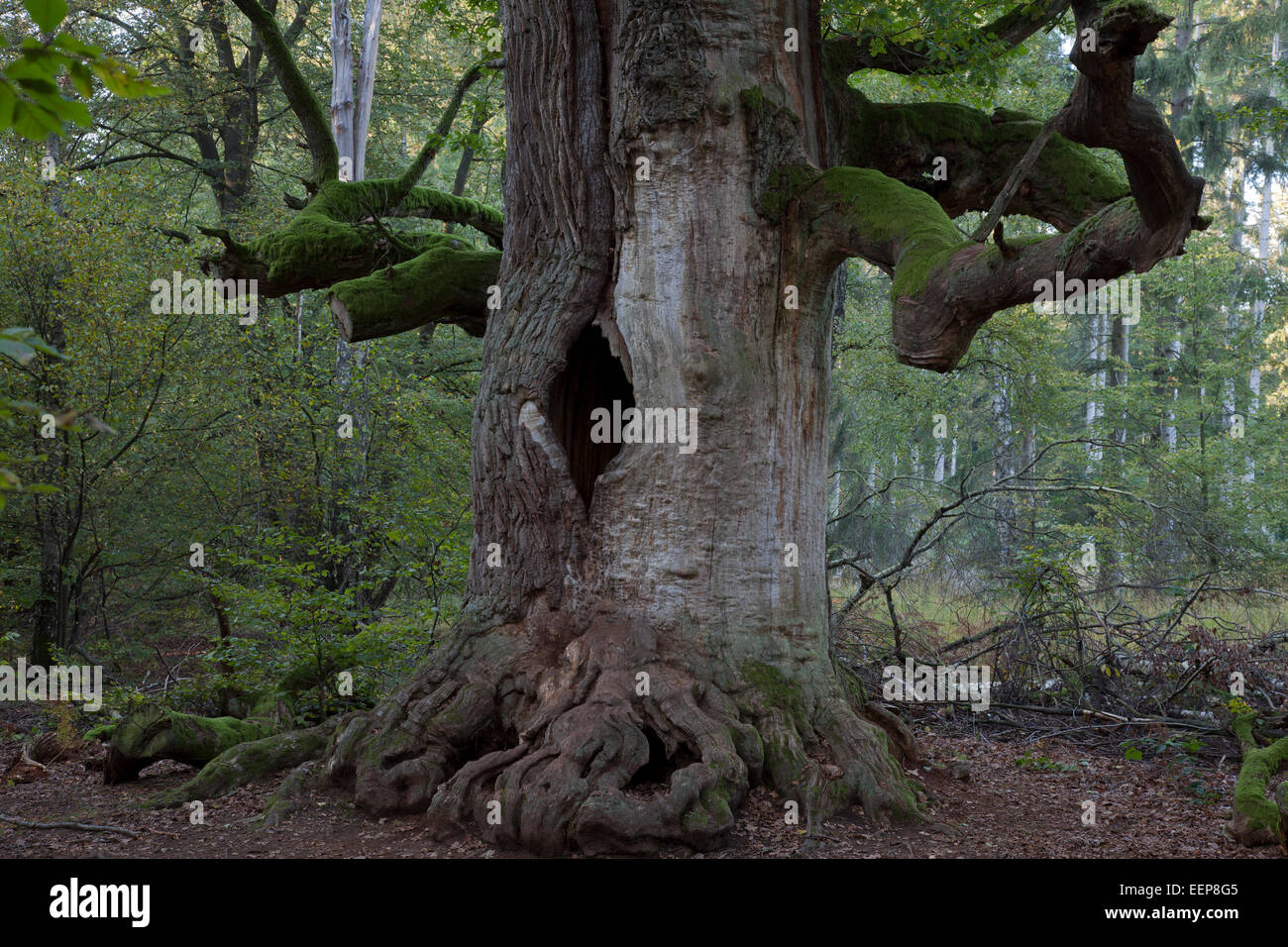 Molto vecchia quercia in una foresta, Sababurg, Nordhessen, Germania Foto Stock
