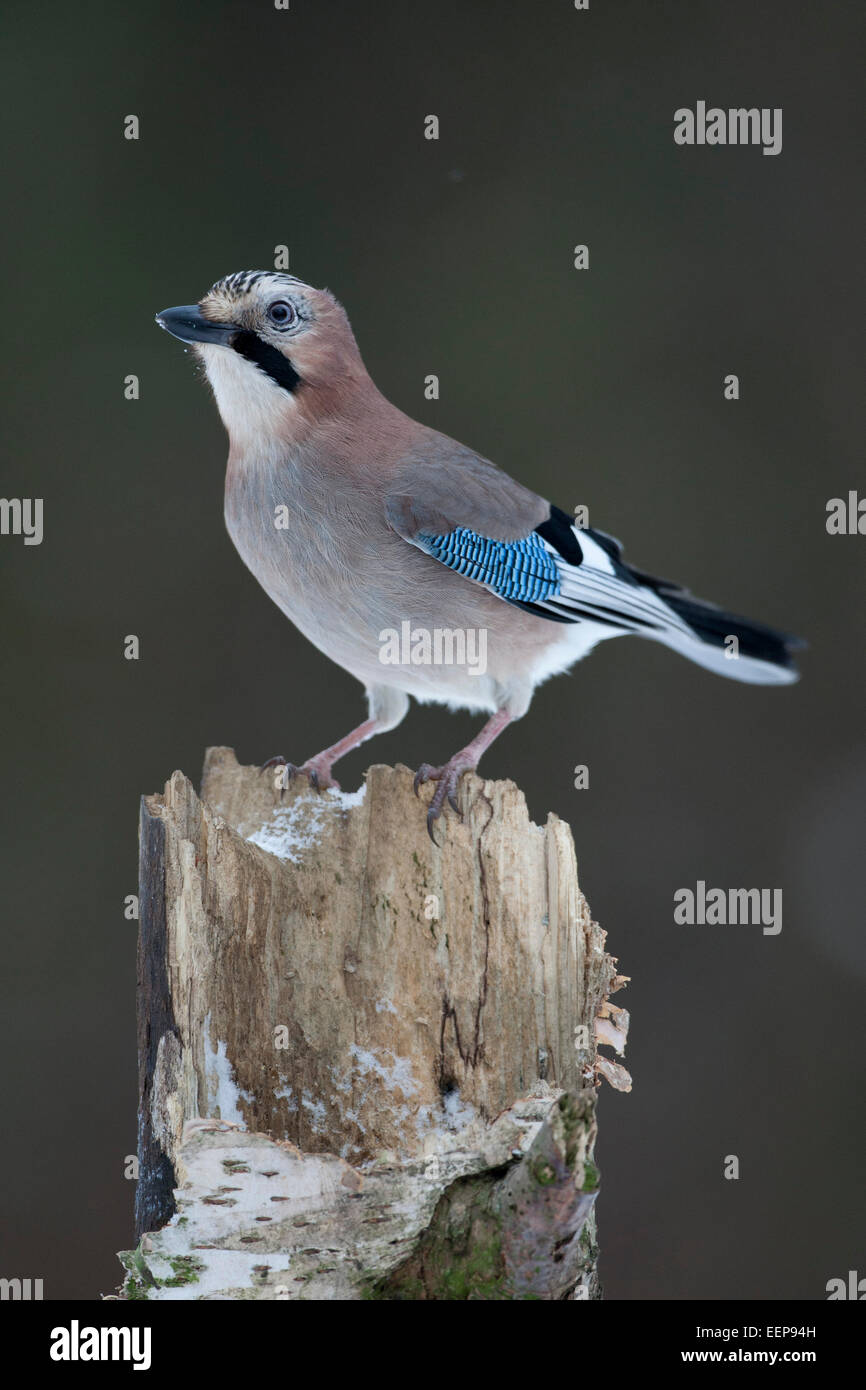 Eichelhäher / Garrulus glandarius / (Eurasian) [Ghiandaia Garrulus glandarius] Foto Stock