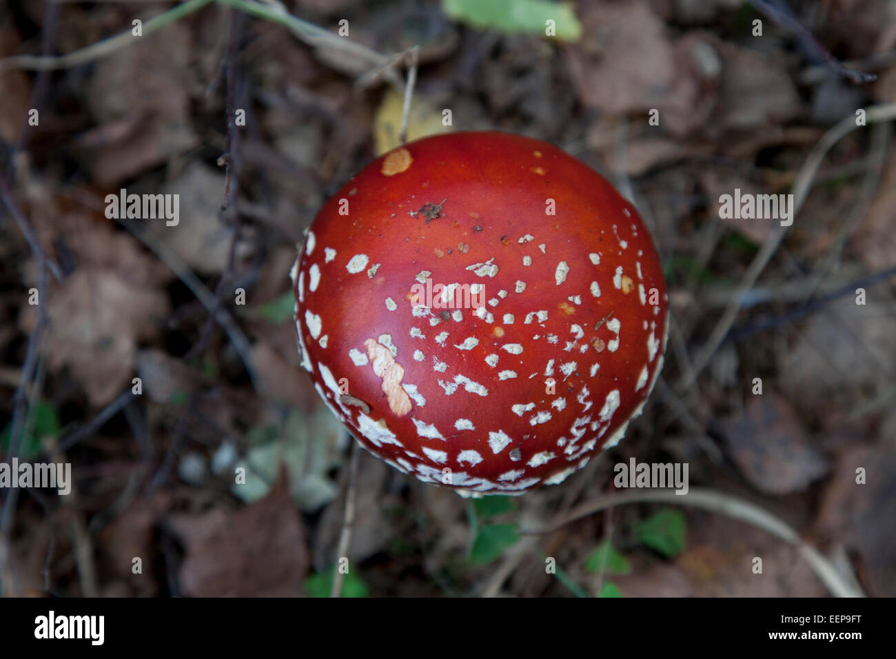 Fliegenpilz / amanita muscaria / fly agaric [amanita muscaria] Foto Stock