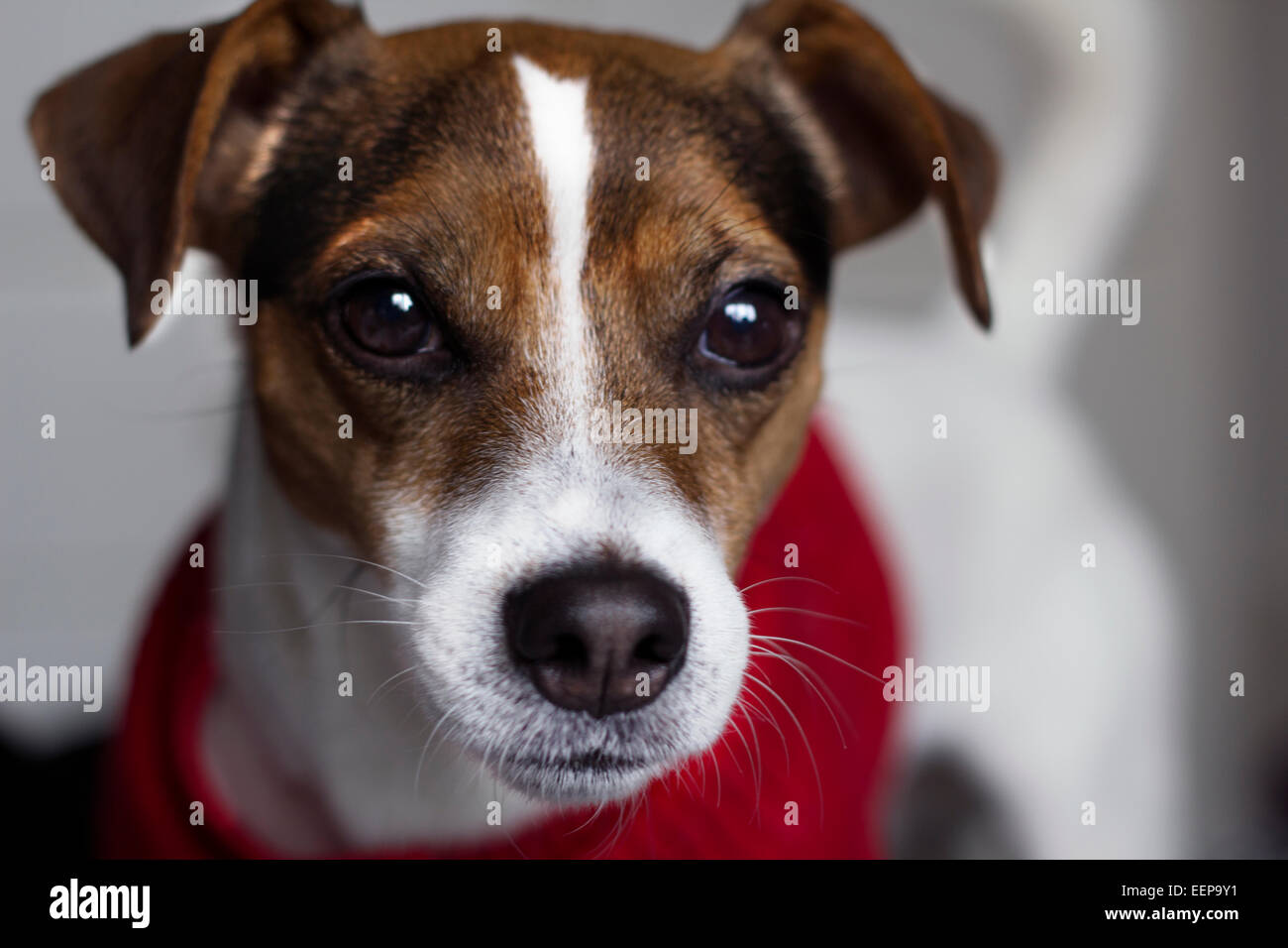 Ronnie Jack Russell Terrier Pedigree Foto Stock