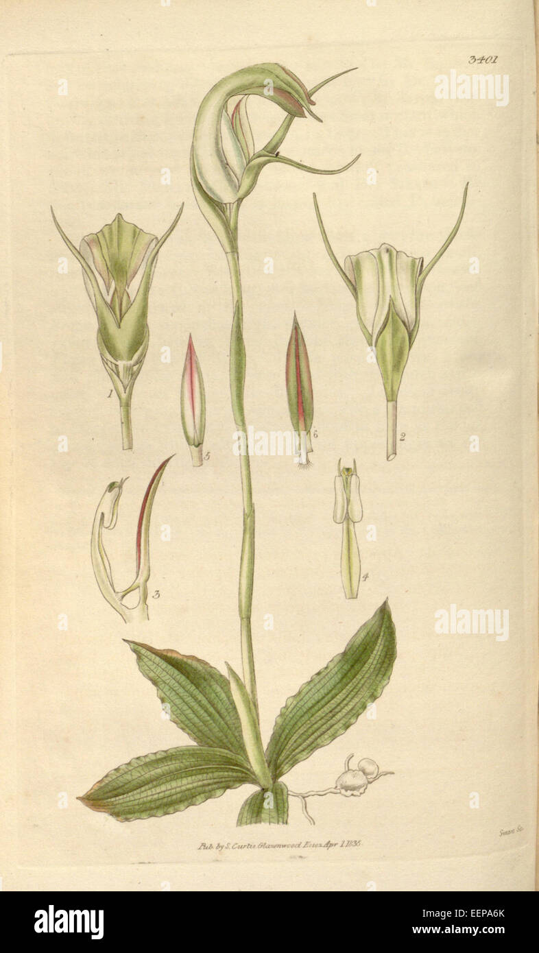 Pterostylis acuminati - Curtis" 62 (N.S. 9) pl. 3401 (1835) Foto Stock