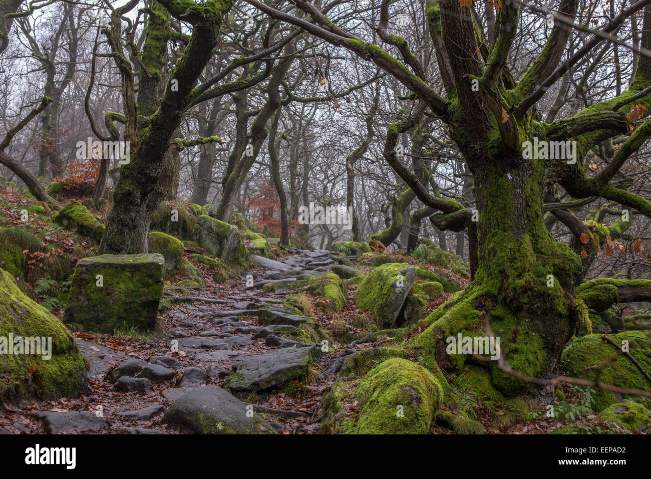 Padley Gorge, inverni a piedi - alberi verdi e percorso roccioso Foto Stock