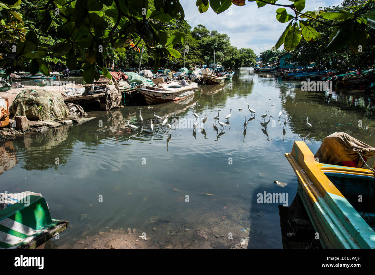 Barche da pesca in laguna di Negombo, Negombo, Sri Lanka Foto Stock