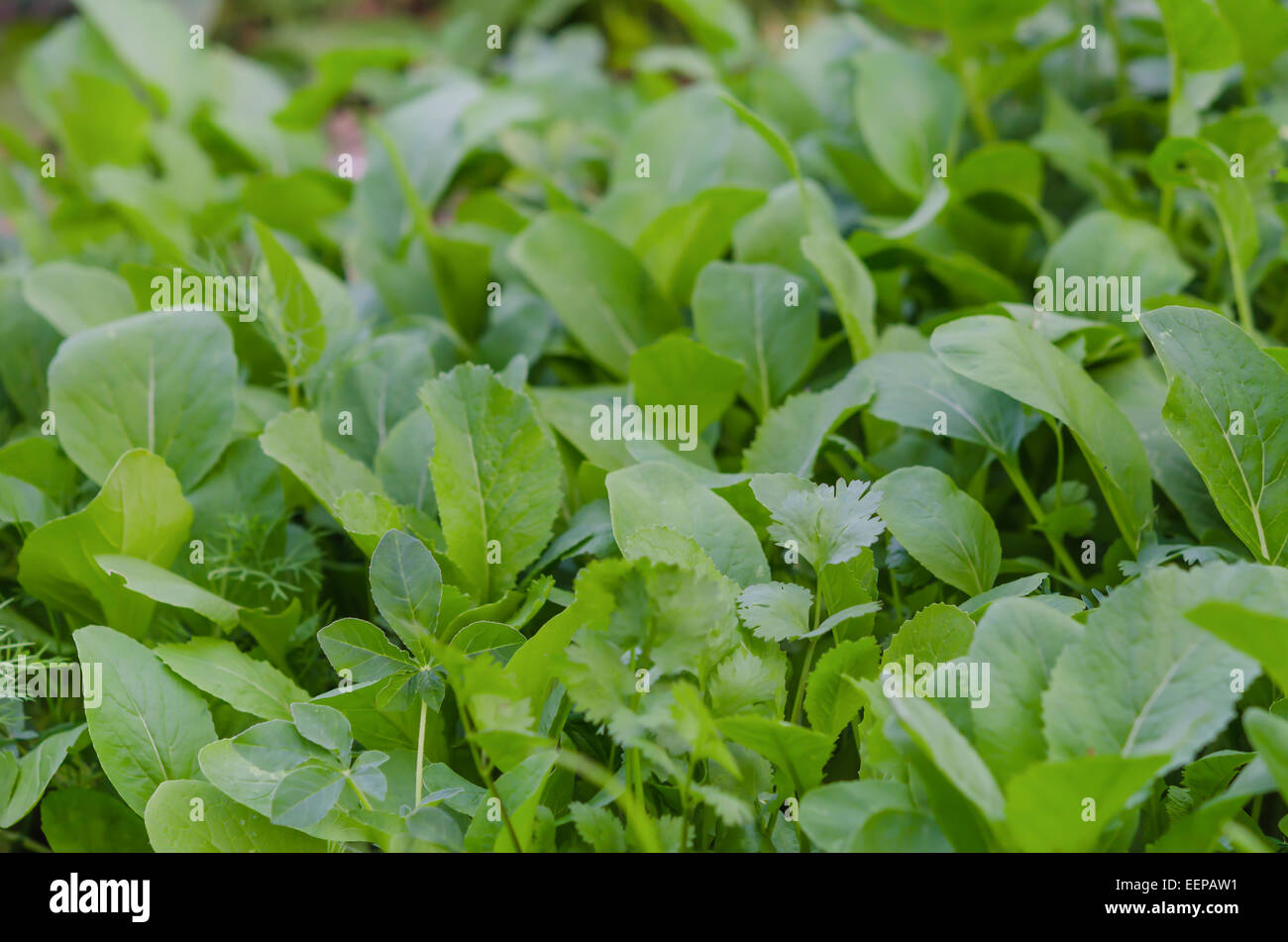 Vegetali verdi in giardino, Choy somma, una sorta di verdure cinesi. Foto Stock