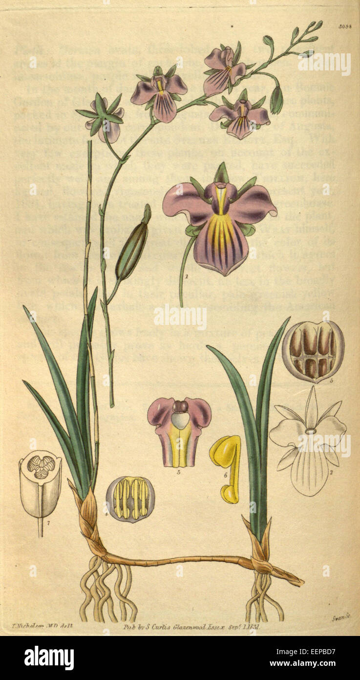 Tetramicra elegans (come syn. Brassavola elegans) - Curtis' 58 (N.S. 5) pl. 3098 (1831) Foto Stock