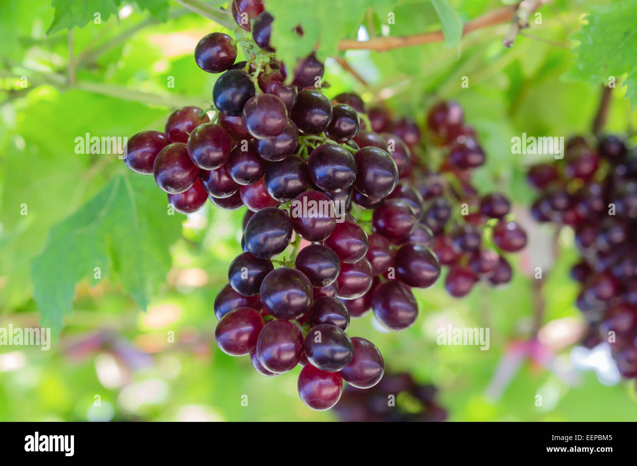 Close up rosso fresco uva sulla vite Foto Stock