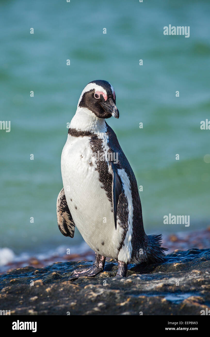 Pinguino africano a Boulders Beach, Sud Africa. Foto Stock
