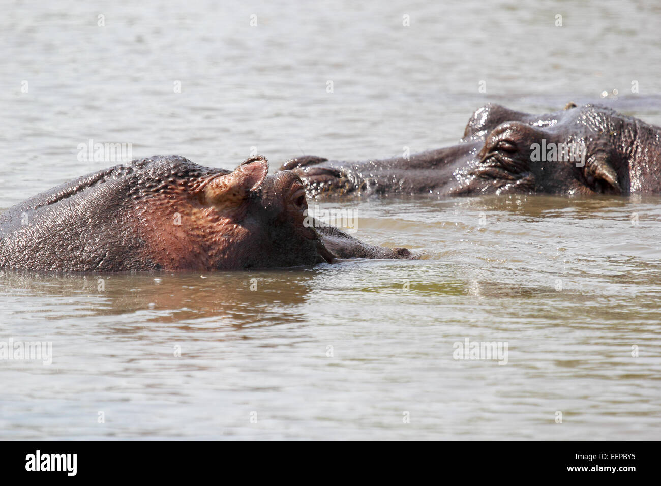 Un paio di ippopotami (Hippopotamus amphibius) nuotare in un lago nel Parco Nazionale del Serengeti, Tanzania Foto Stock