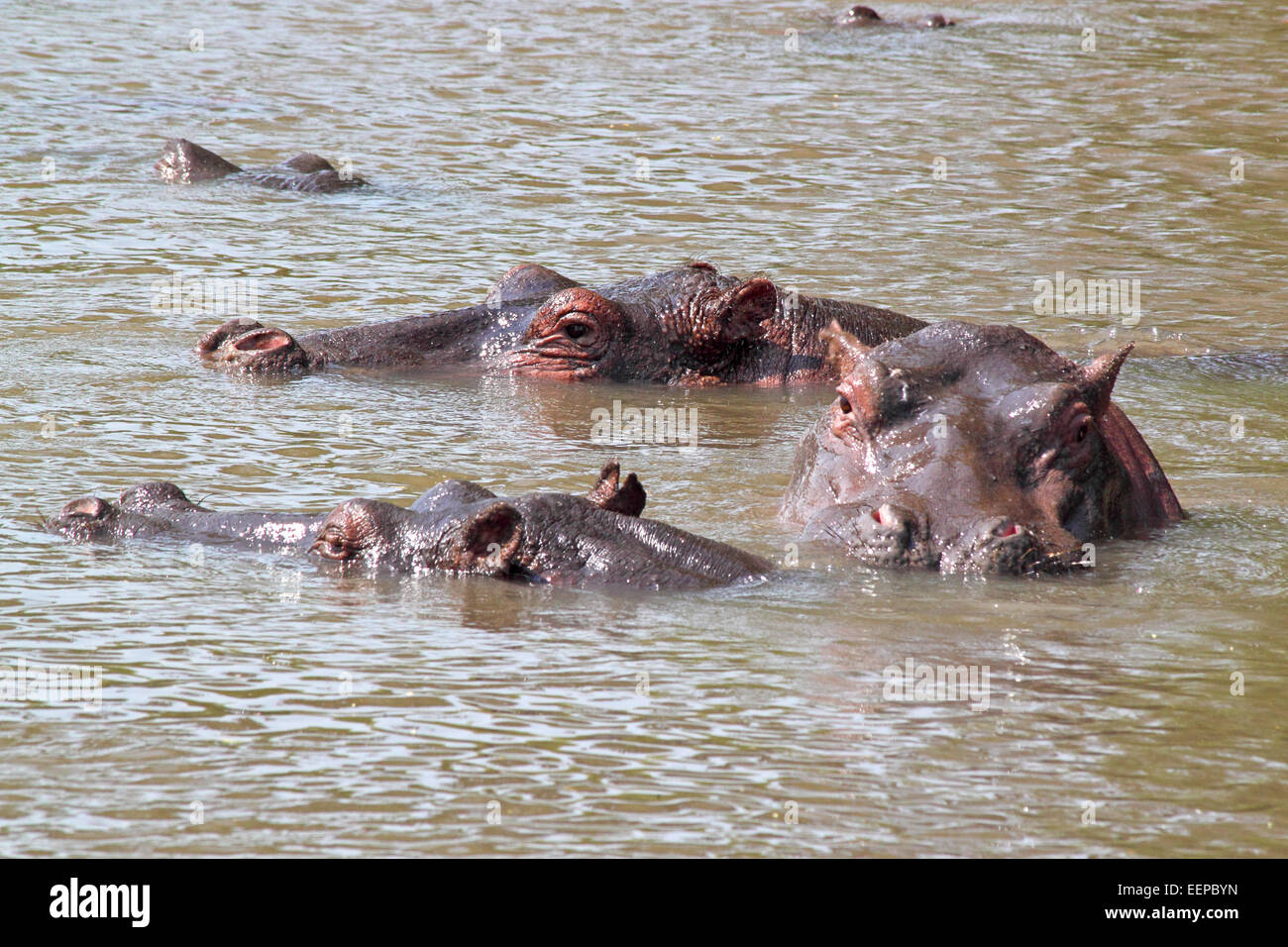 Un gruppo di ippopotami (Hippopotamus amphibius) nuotare in un lago nel Parco Nazionale del Serengeti, Tanzania Foto Stock