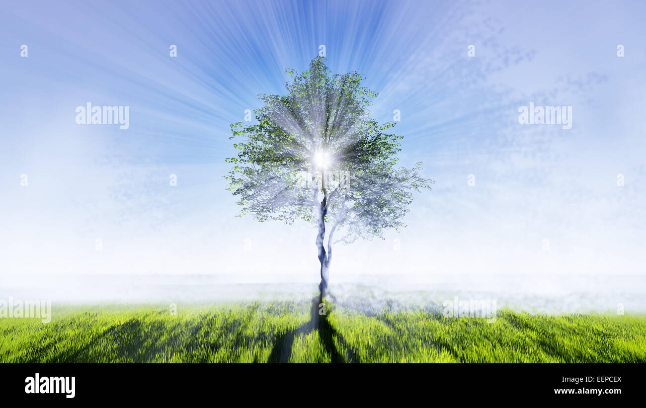 Unico albero in piedi in erba verde campo con sole incandescente attraverso il suo fogliame Foto Stock