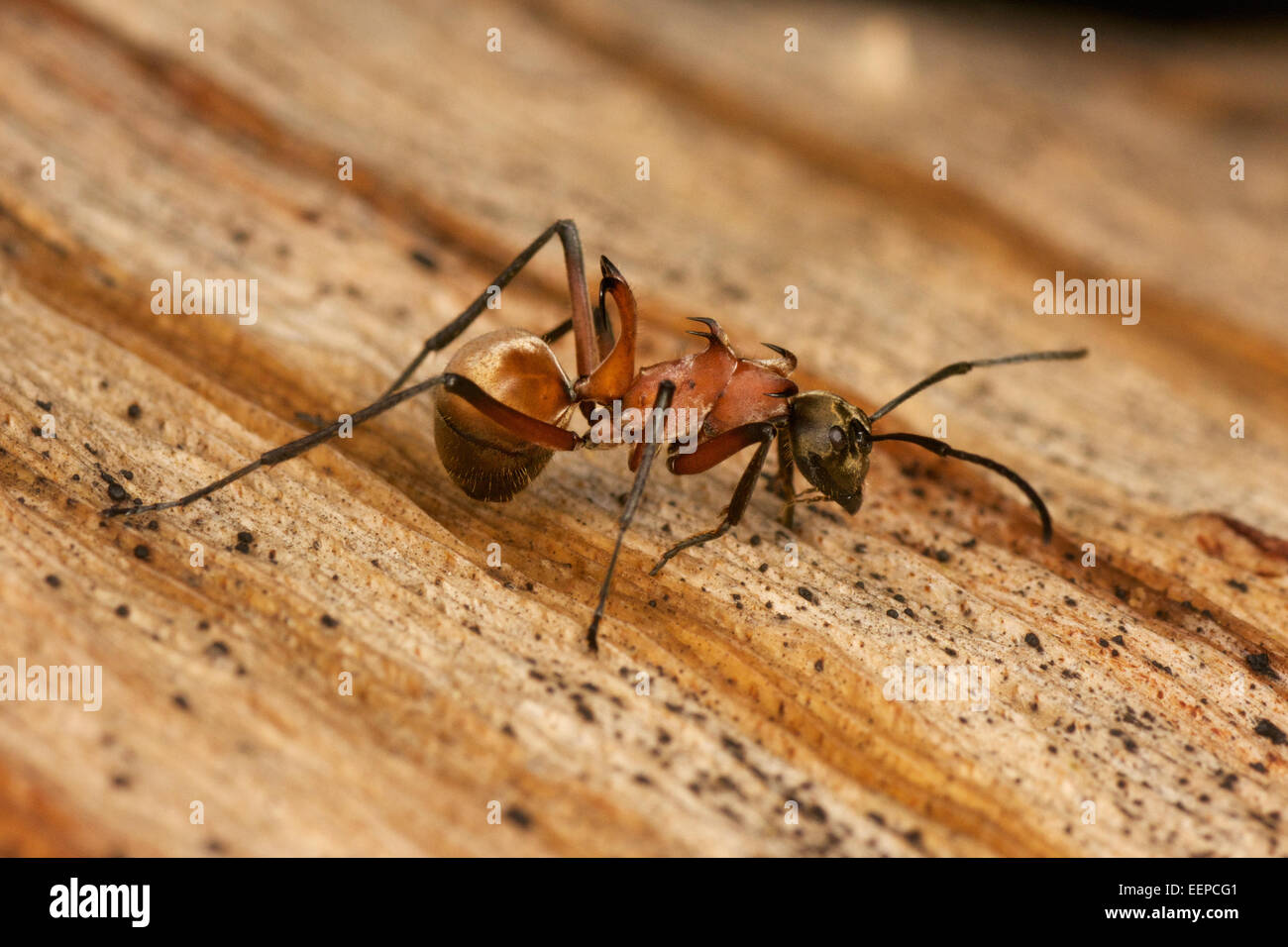 Formicidae sp. ant mostrante la tutela dei dorsi/punte per proteggere l'insetto da predatori di alimentazione. Foto Stock