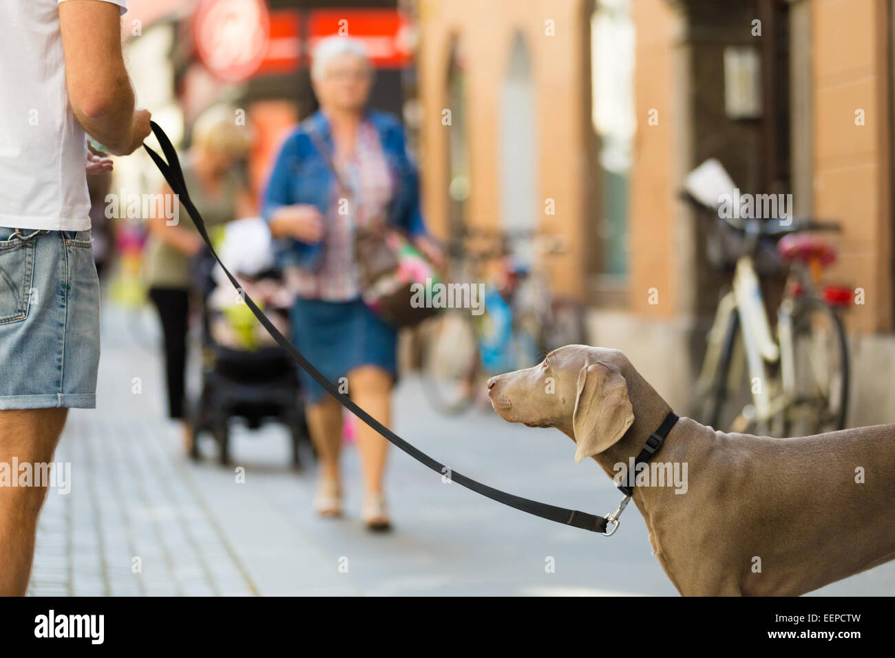 Ragazzo con il cane al guinzaglio. Foto Stock