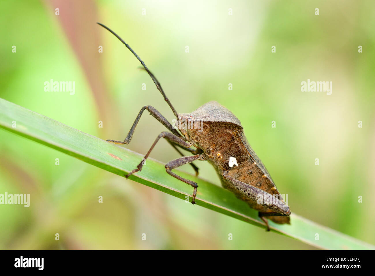 Foglia-footed bug, Coreidae. Parco Nazionale di Khao Yai, Thailandia. Foto Stock