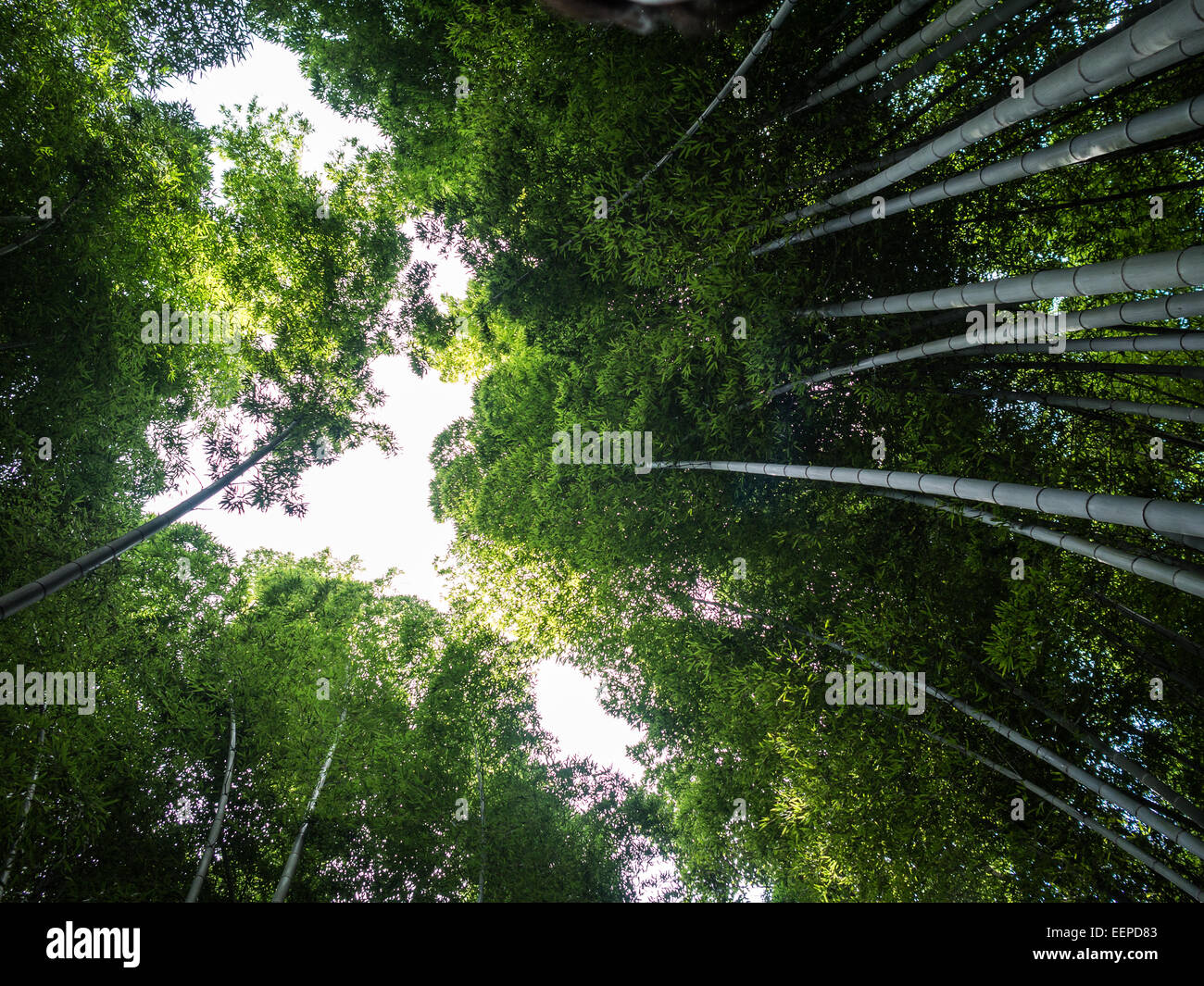 Bambù Arashiyama scanalatura verso il basso la vista Foto Stock
