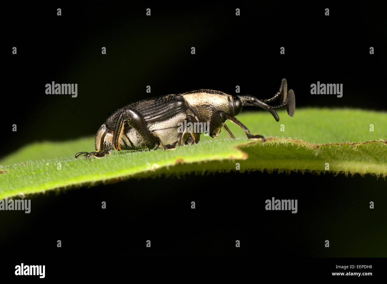 Curculione Curculionidae, Thailandia. Foto Stock