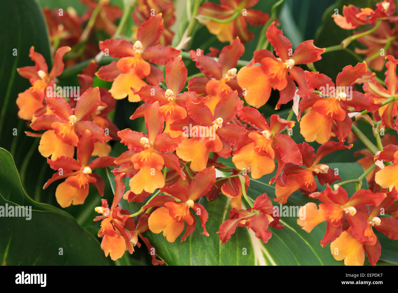 Orchidee (Odontocidium catatane), varietà " Pacific Sun spot". Foto Stock