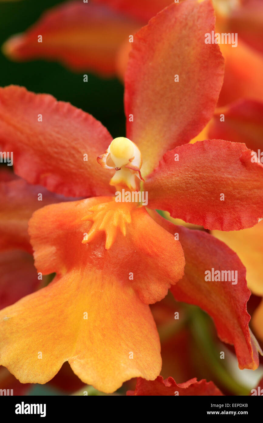 Orchidee (Odontocidium catatane), varietà " Pacific Sun spot". Foto Stock