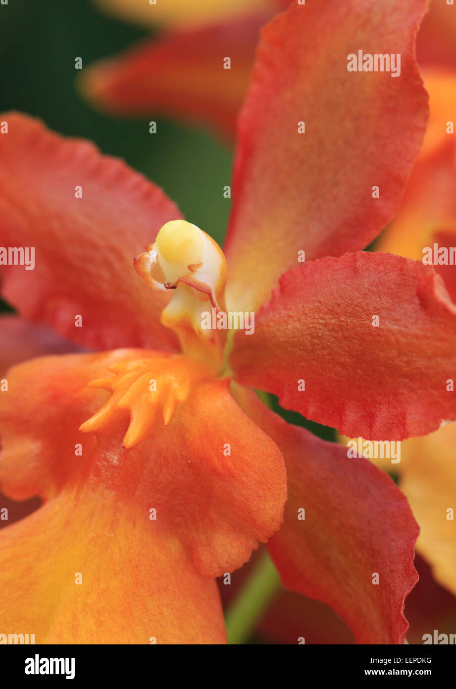 Orchidee (Odontocidium catatane), varietà " Pacific Sun spot". Foto Stock