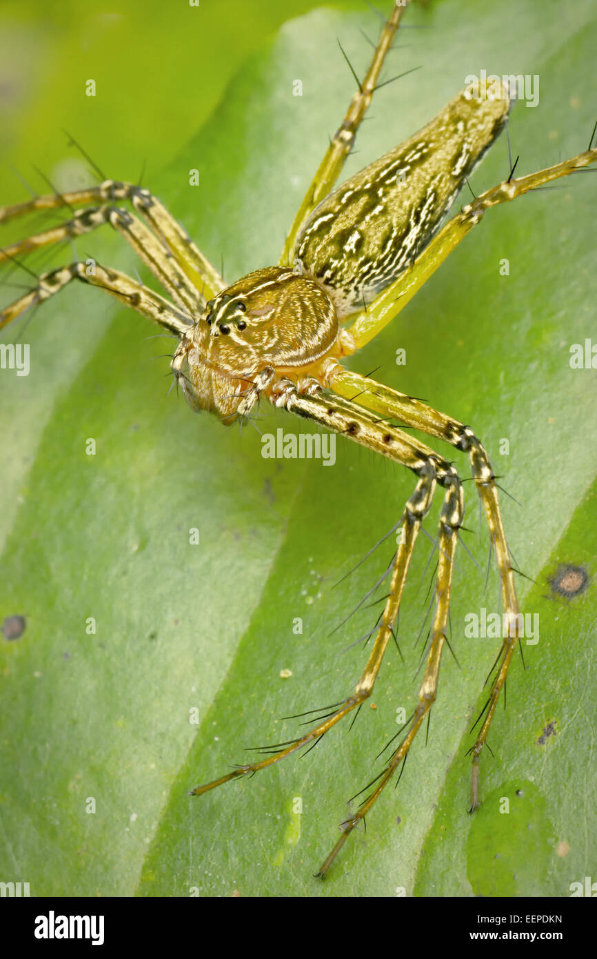 Un Oxyopes sp. lynx spider (Oxyopidae). Foto Stock