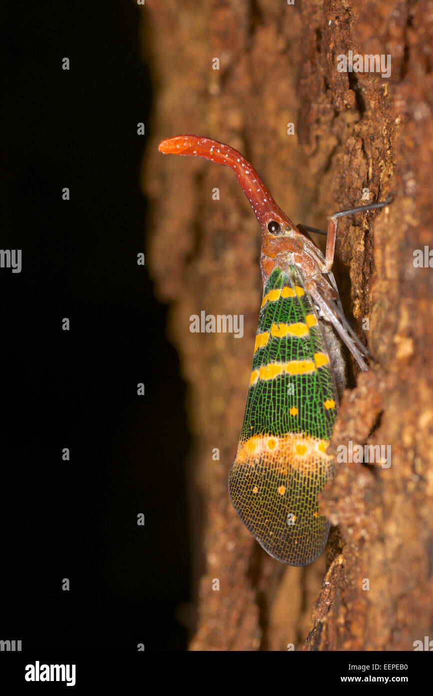 Pyrops karenia, Lanterna Bug. Kaeng Krachan National Park, Thailandia. Foto Stock