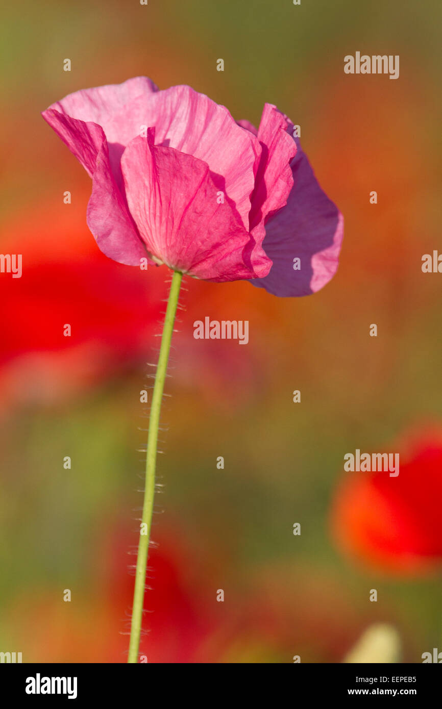 Semi di papavero in un campo con altri fiori in background Foto Stock