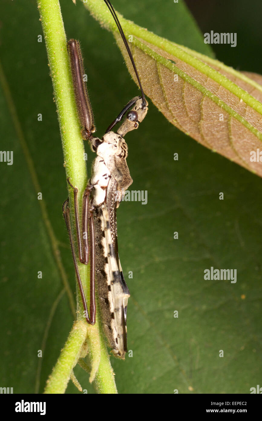 Reduviidae, assassin bug. Pang Sida National Park, Thailandia. Foto Stock