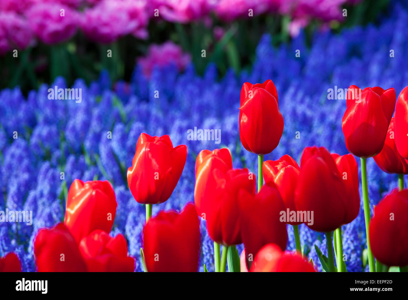 Tulipani rossi, Giardini Keukenhof, South Holland, Paesi Bassi Foto Stock