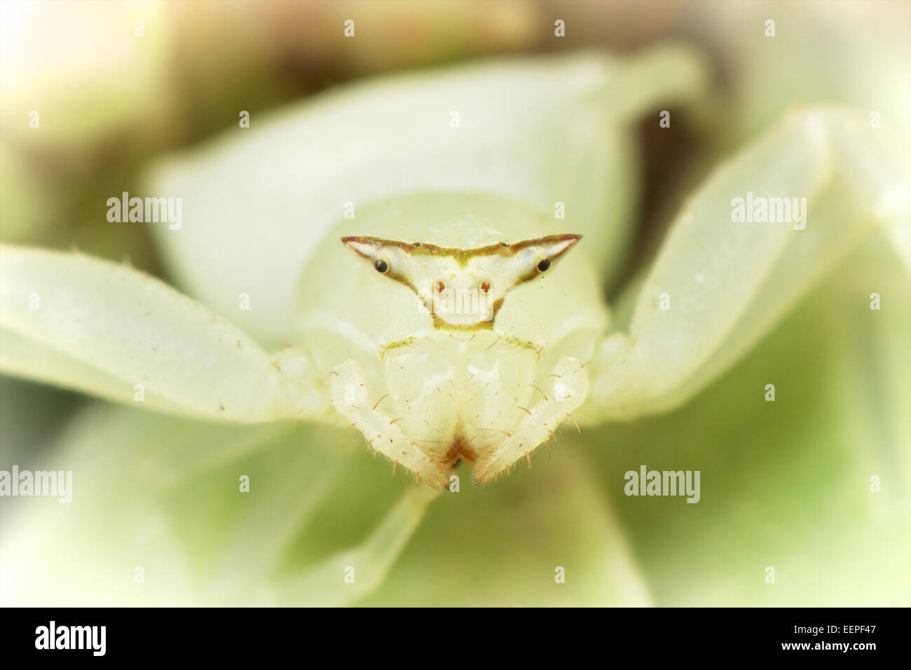 Thomisidae sp, bianco ragno granchio Foto Stock