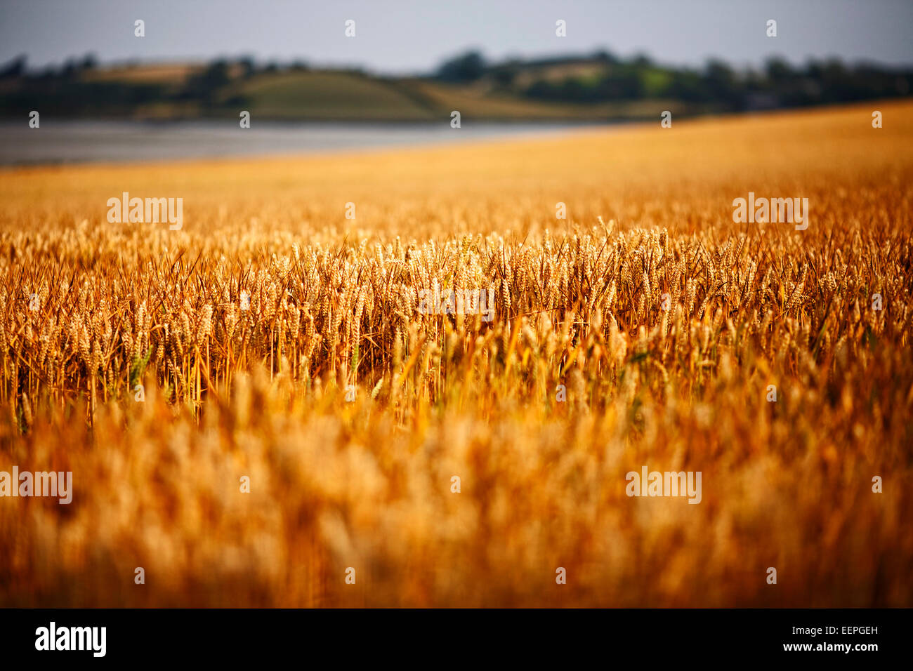 Il grano in un campo nella contea di Down Irlanda del Nord Foto Stock