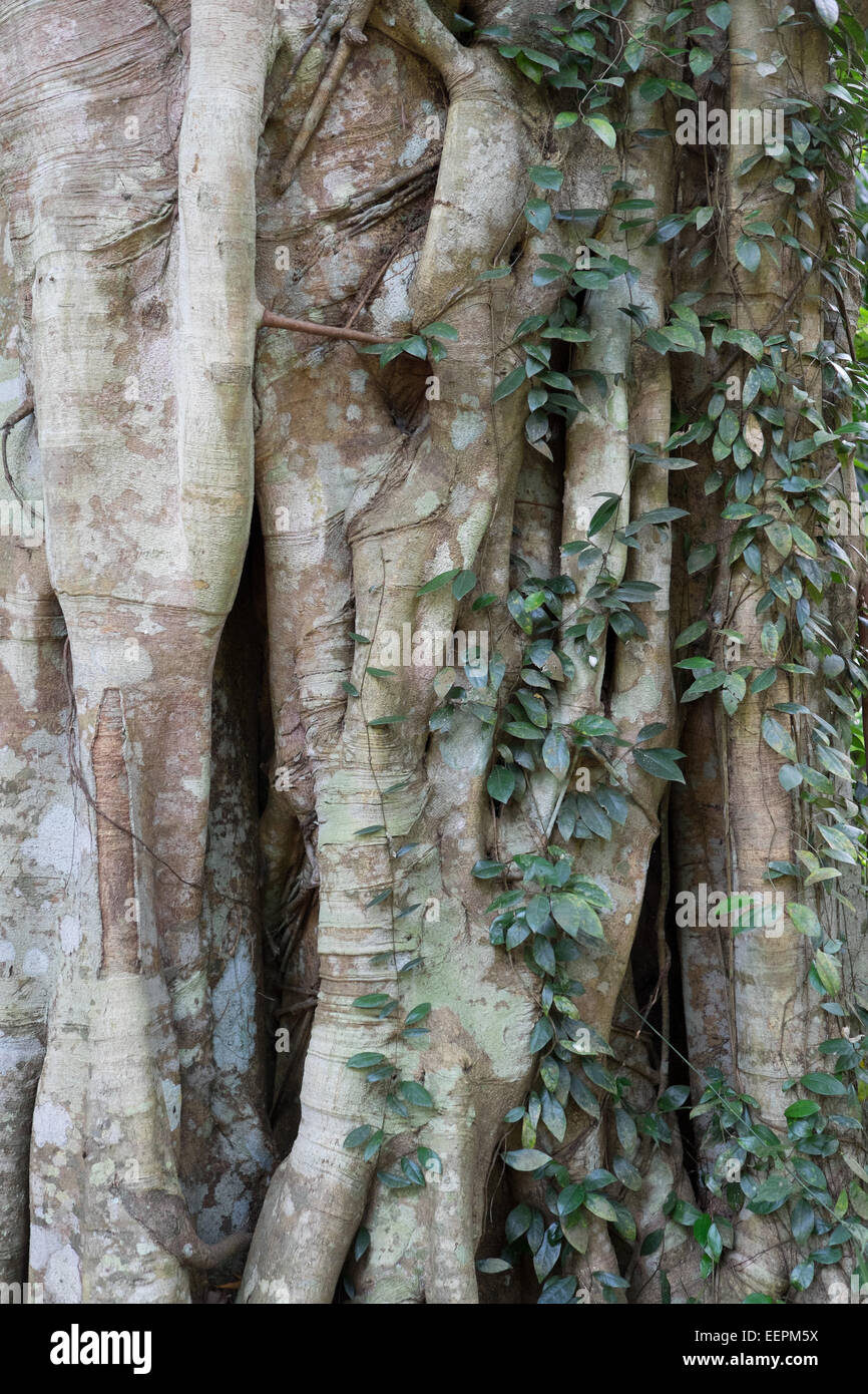 Singapore Tree Top la natura a piedi. Banyan Tree radici. Foto Stock