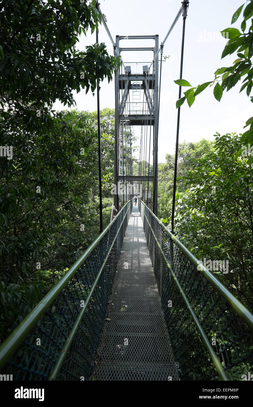 Singapore Tree Top la natura a piedi. Foto Stock