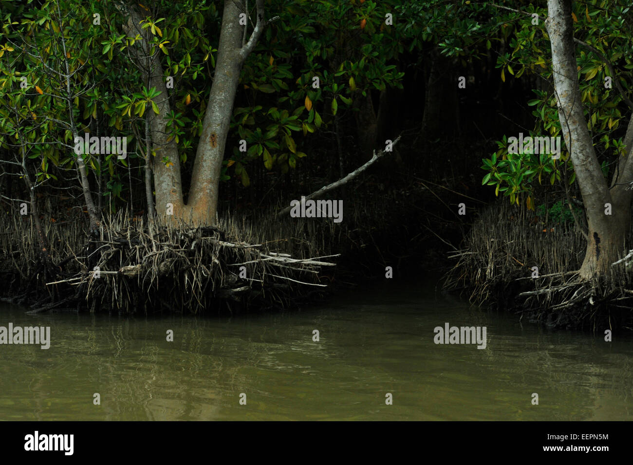 La respirazione di aria matita radici di mangrovia bianco tree, Avicennia marina, alberi esposti durante il basso livello dell'acqua a St Lucia Isimangaliso park, Sud Africa Foto Stock