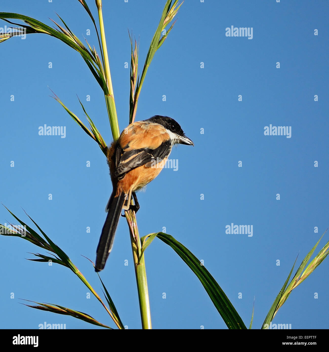 Long-tailed Shrike (Lanius schach), in piedi sul ramo di erba Foto Stock