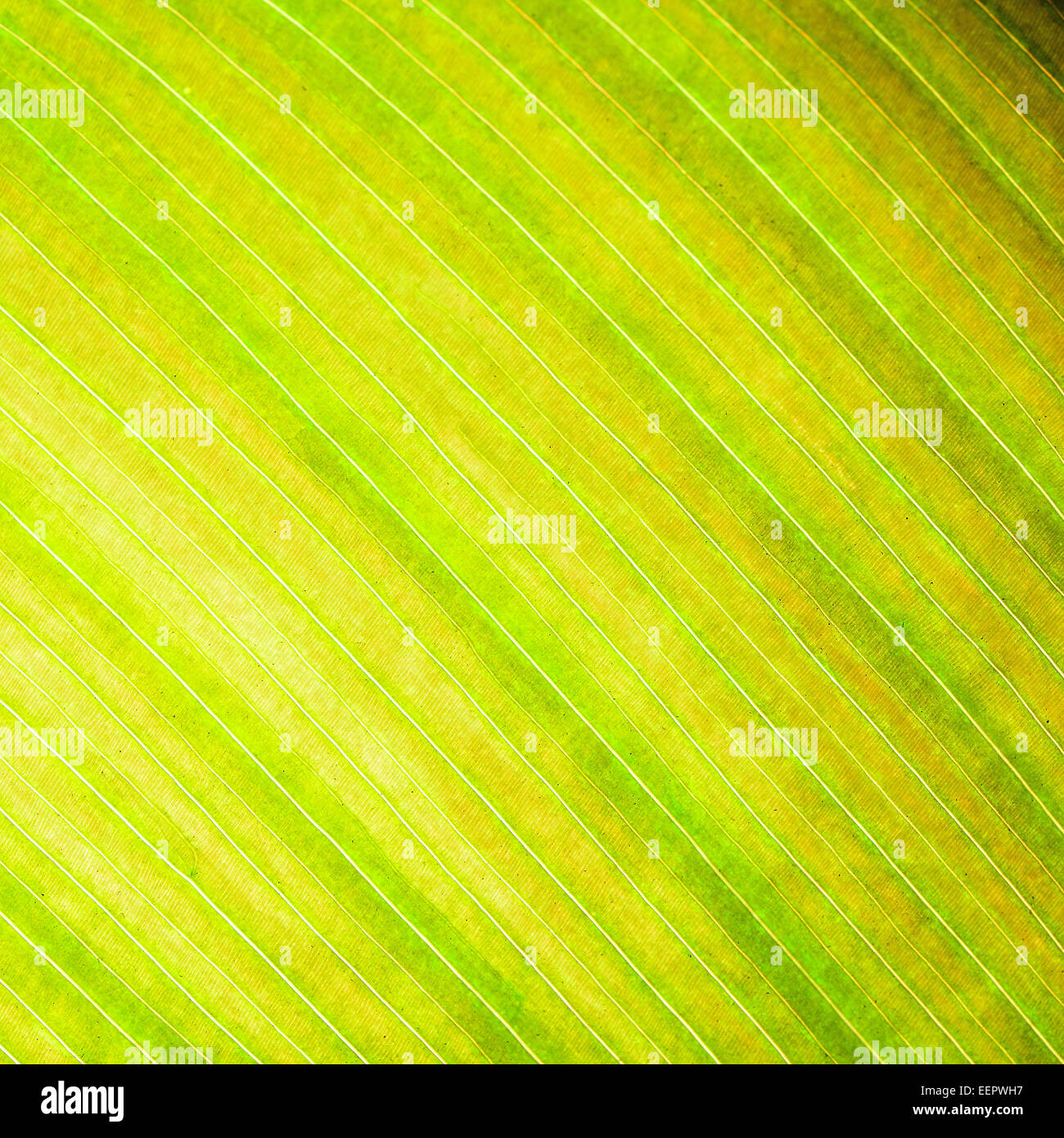 Foglia verde abstract texture di sfondo Foto Stock