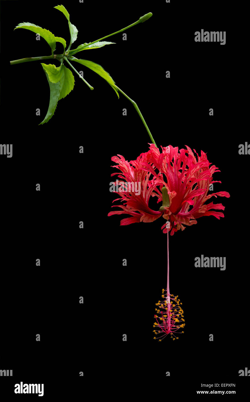Rosso di fiori tropicali. Rosso tipo Hibiscus flower (Hibiscus sinensis) con grandi pistilli e orlata petali di fiori sul fogliame verde. Foto Stock