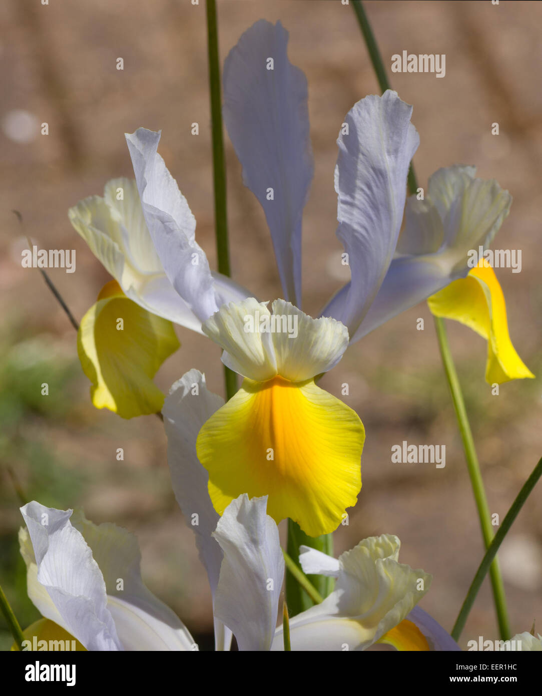 Singolo flag o Iris bloom Foto Stock