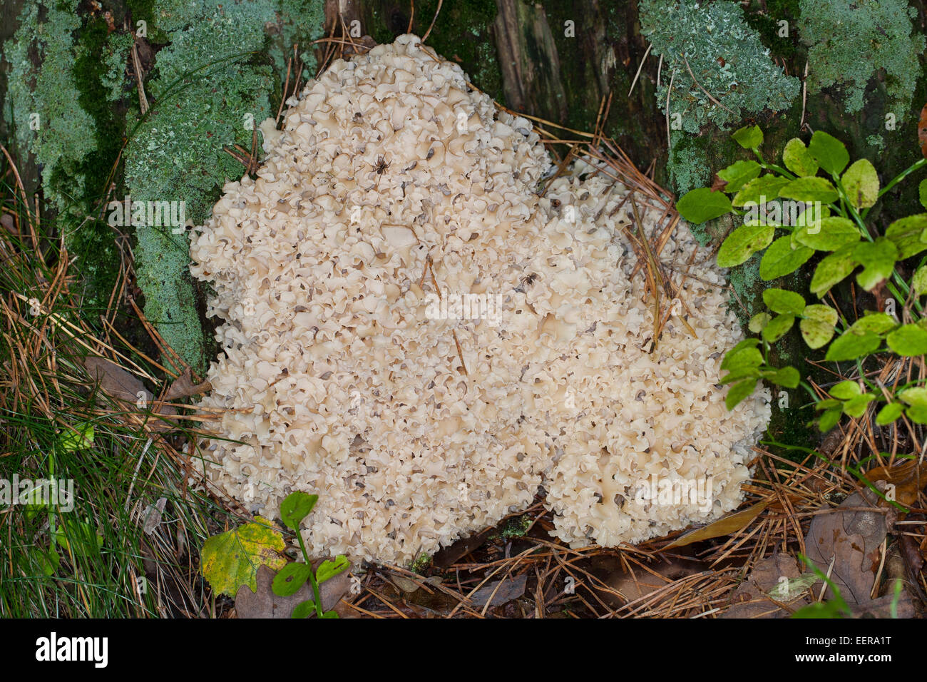 Il legno di cavolfiore cavolfiore, funghi, Krause Glucke, Fette Henne, wächst am Stammgrund einer Kiefer, Sparassis crispa Foto Stock