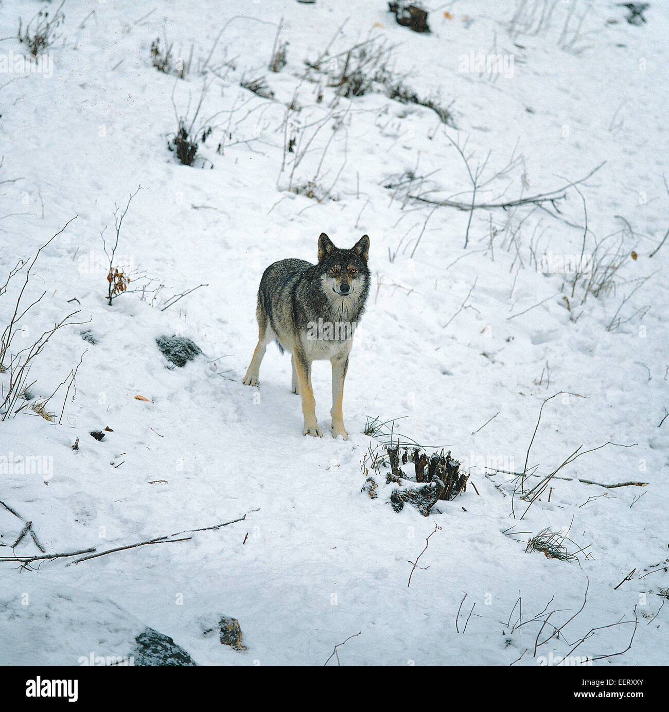 Lupo (Canis lupus) sulla neve Foto Stock