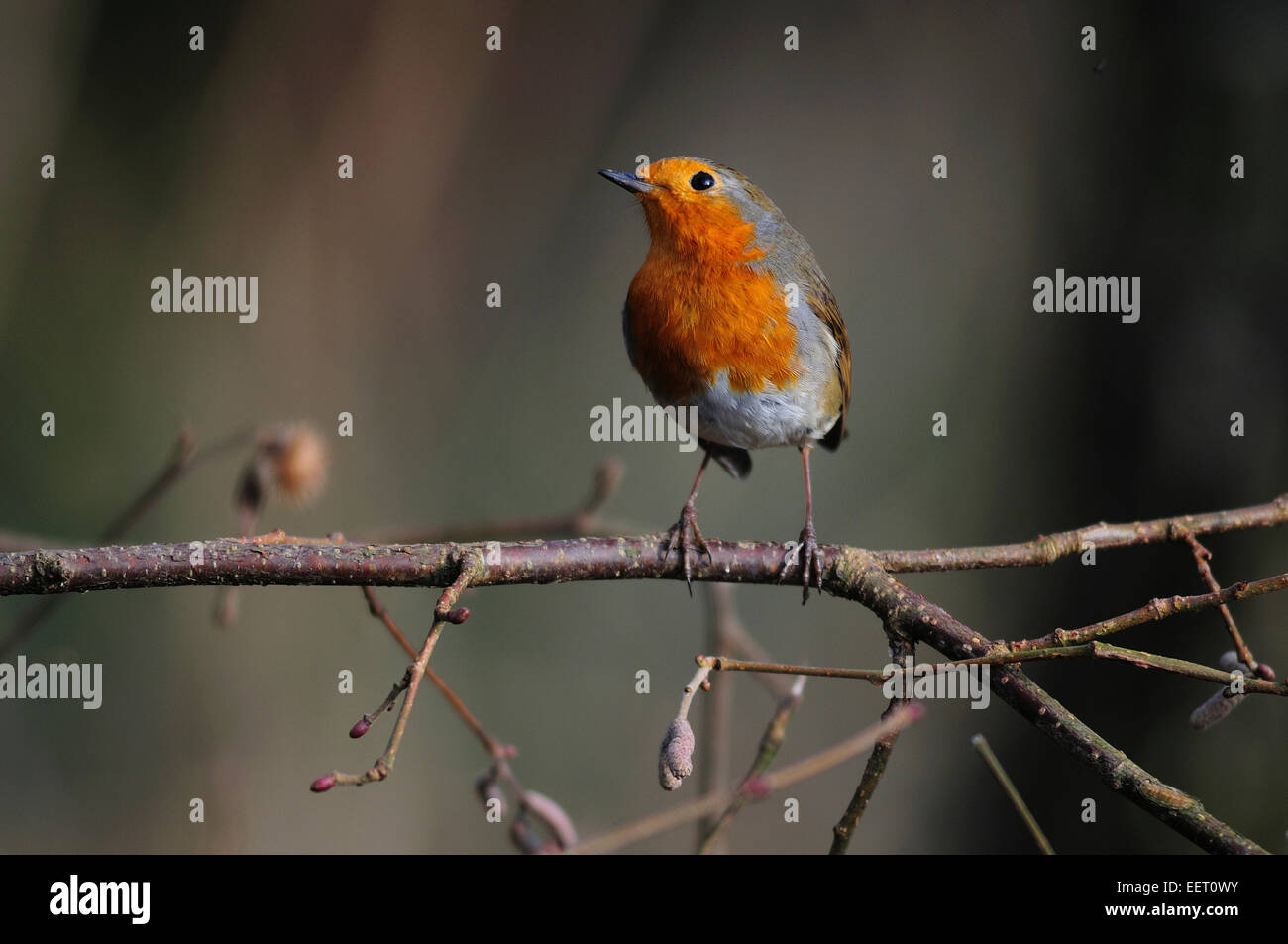 Un robin su un ramoscello d'inverno REGNO UNITO Foto Stock