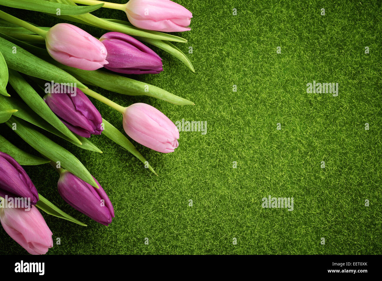 Tulipani rosa sul prato Foto Stock