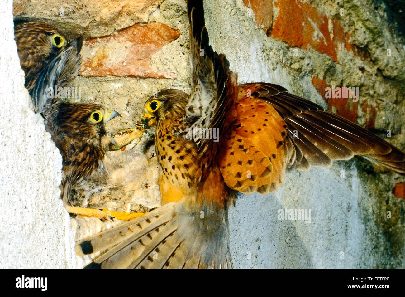 Il Gheppio (Falco tinnunculus) per il cuscinetto del nido una lucertola a giovani - Close Up - il nido nella parete di un vecchio edificio Foto Stock