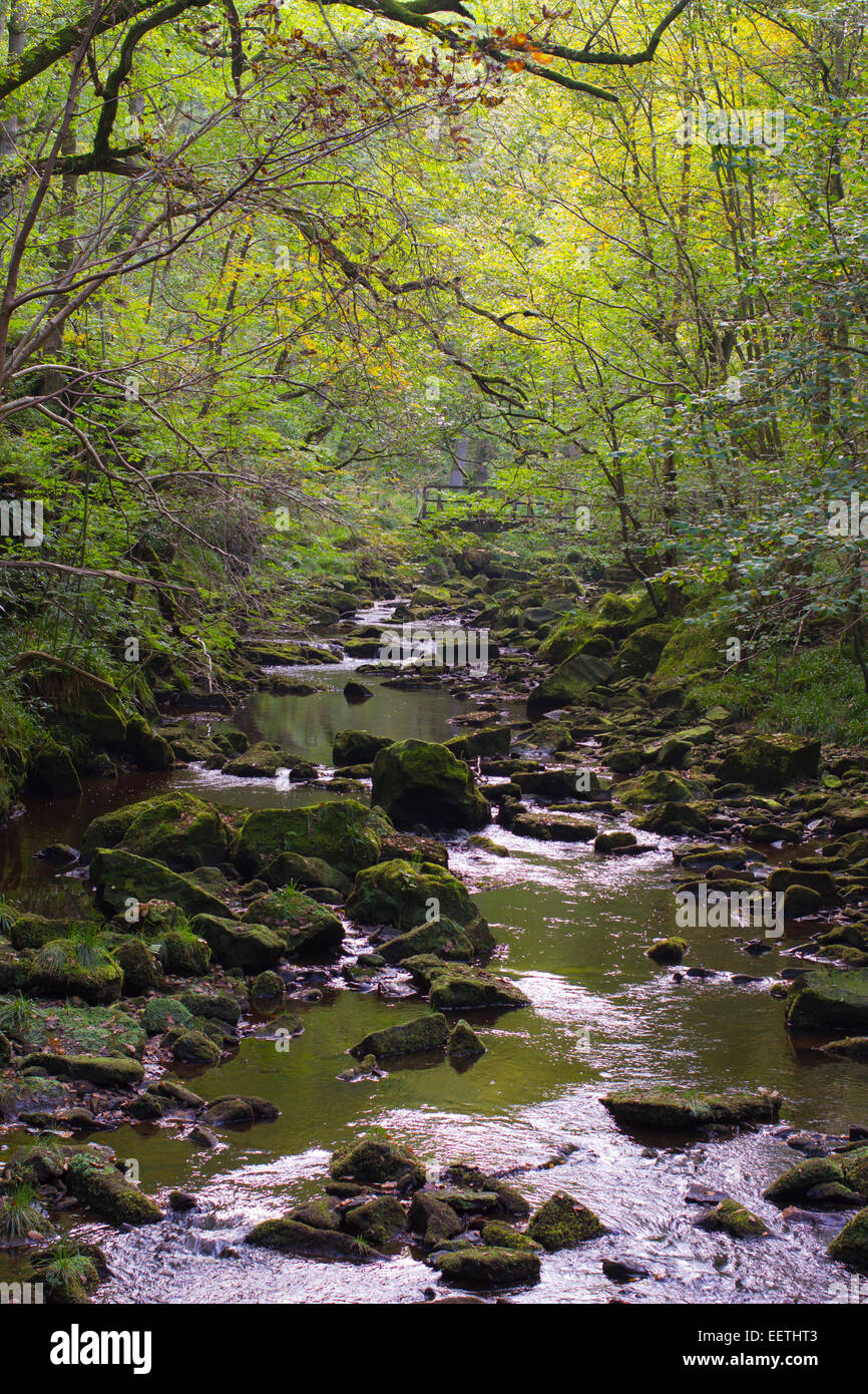 Fotografia di flusso attraverso i boschi nel North Yorkshire Moors National Park Foto Stock