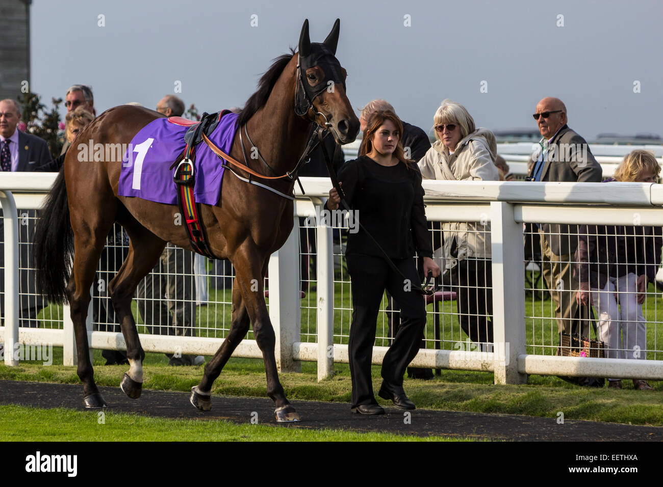 Fotografia di un cavallo da corsa essendo portare intorno alla parade ring a Beverley Racecourse Foto Stock