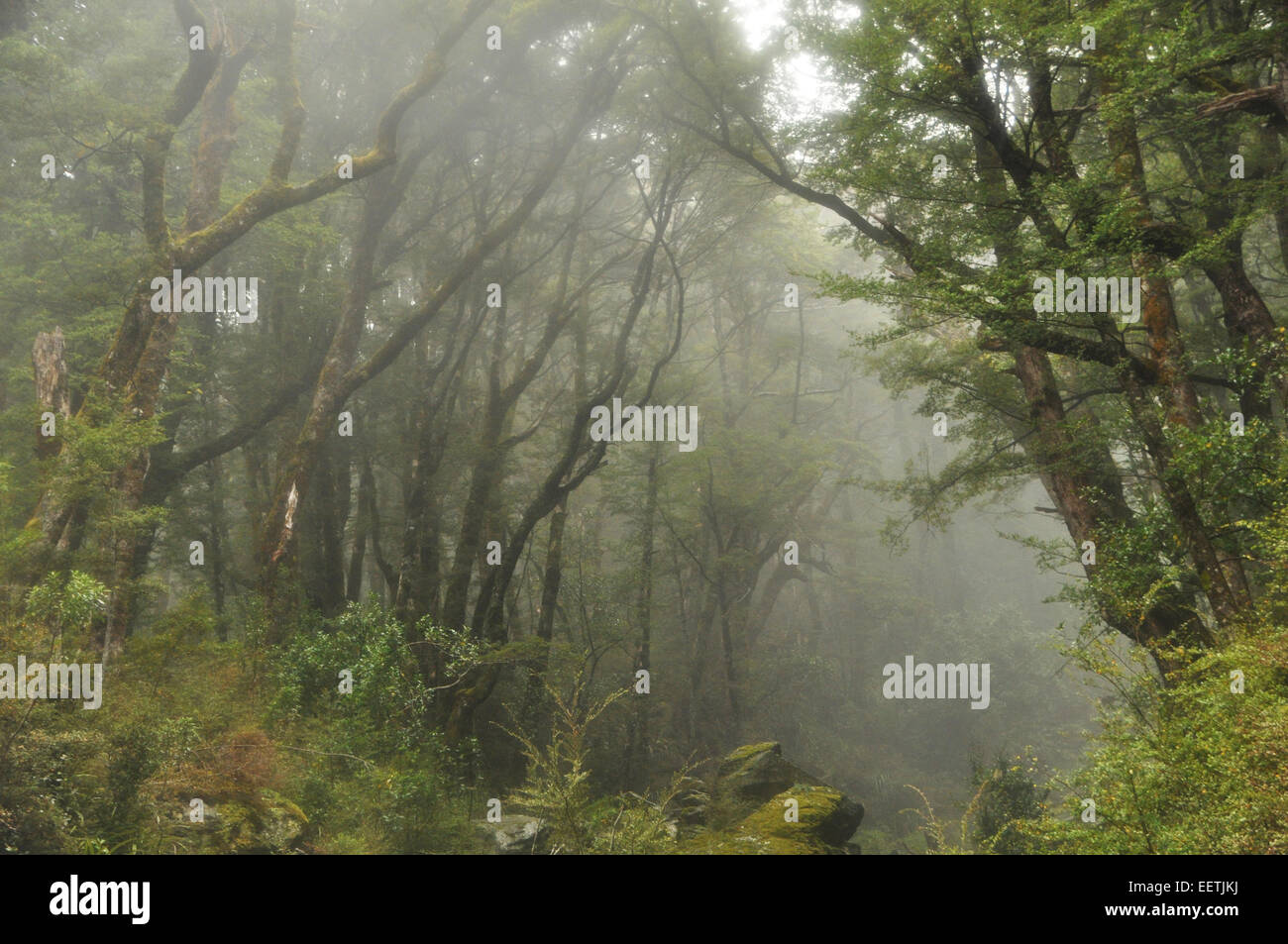 Misty foresta di faggio sul Routeburn Track, Nuova Zelanda. Foto Stock