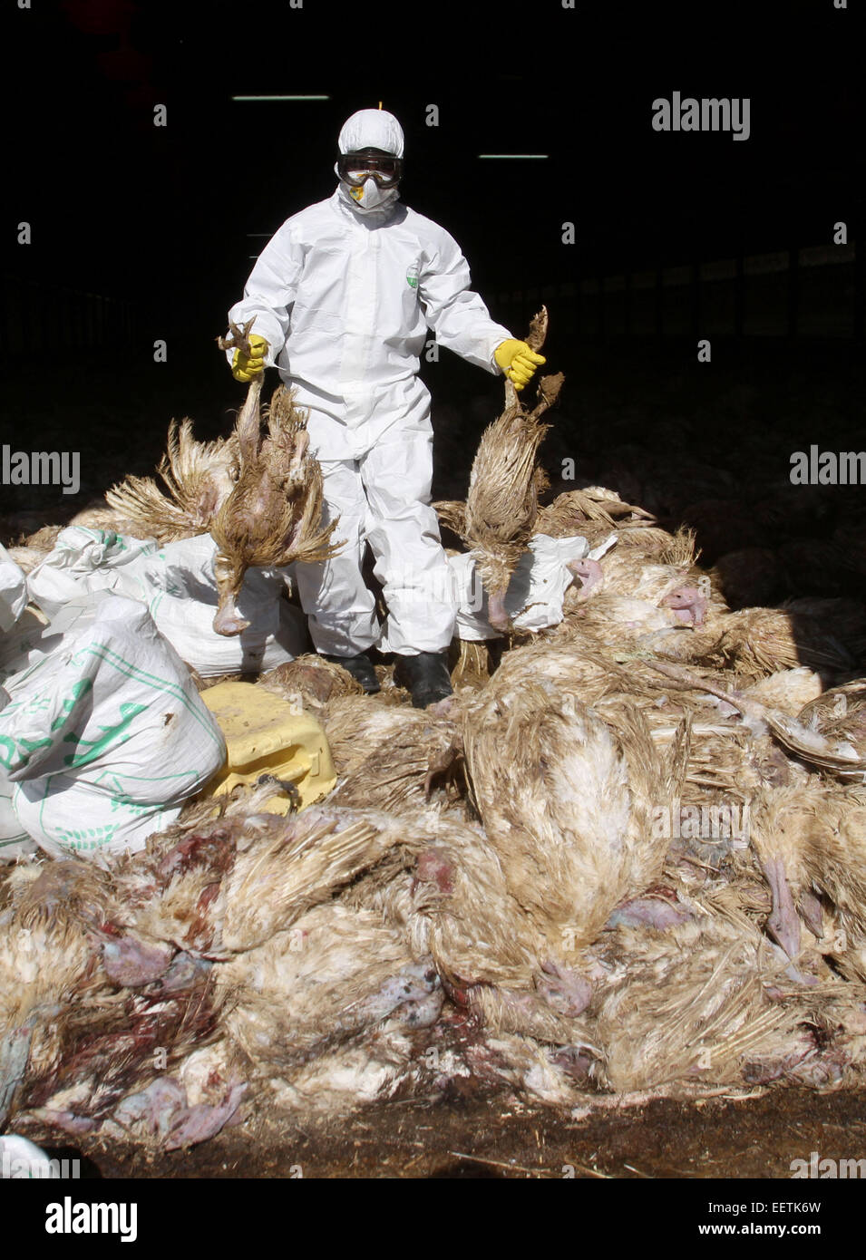 (150121) -- JENIN, Gennaio 21, 2015 (Xinhua) -- Un lavoratore di salute porta di volatili abbattuti per lo smaltimento in un allevamento di polli, in Cisgiordania città di Jenin, a gennaio 21, 2015. Al ministero dell'Agricoltura palestinese ha annunciato mercoledì che sono stati abbattuti a poche migliaia di uccelli si ritrovano infetti con il virus dell'influenza aviaria in Cisgiordania. (Xinhua/Nidal Eshtayeh) Foto Stock