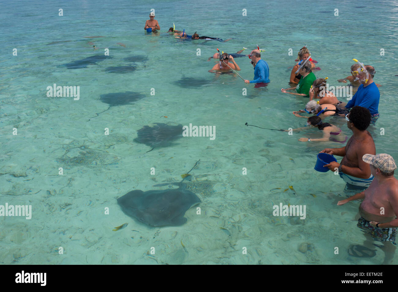 Polinesia francese Isole della Società, Isole Sottovento, Bora Bora. Attrazioni famose a Bora Bora è il nuoto con i raggi. Foto Stock