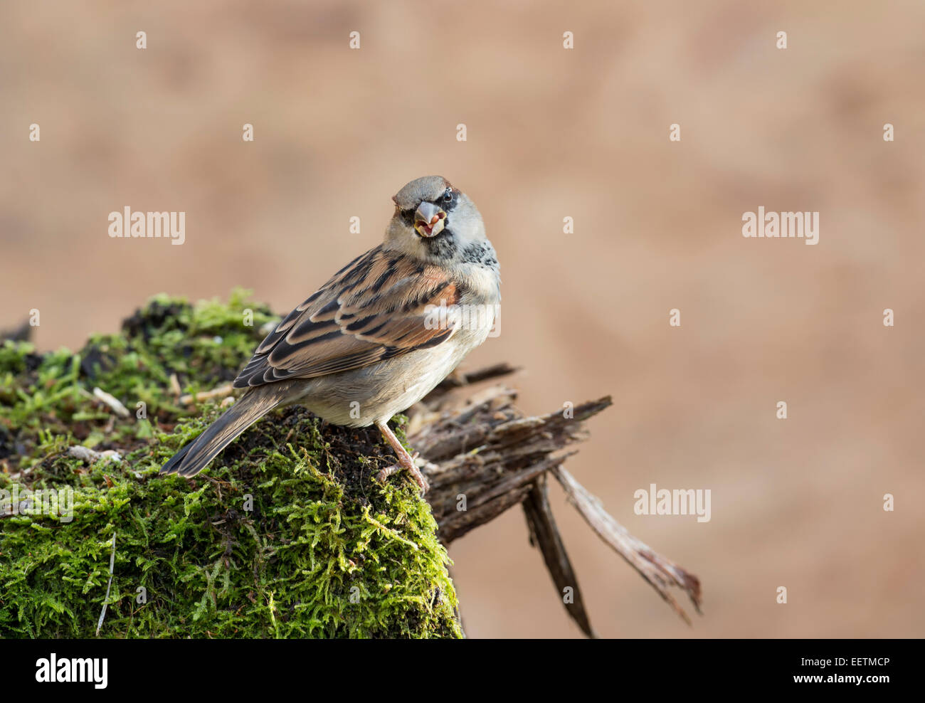 Casa passero (Passer domesticus), maschio fotografato in un giardino. Foto Stock
