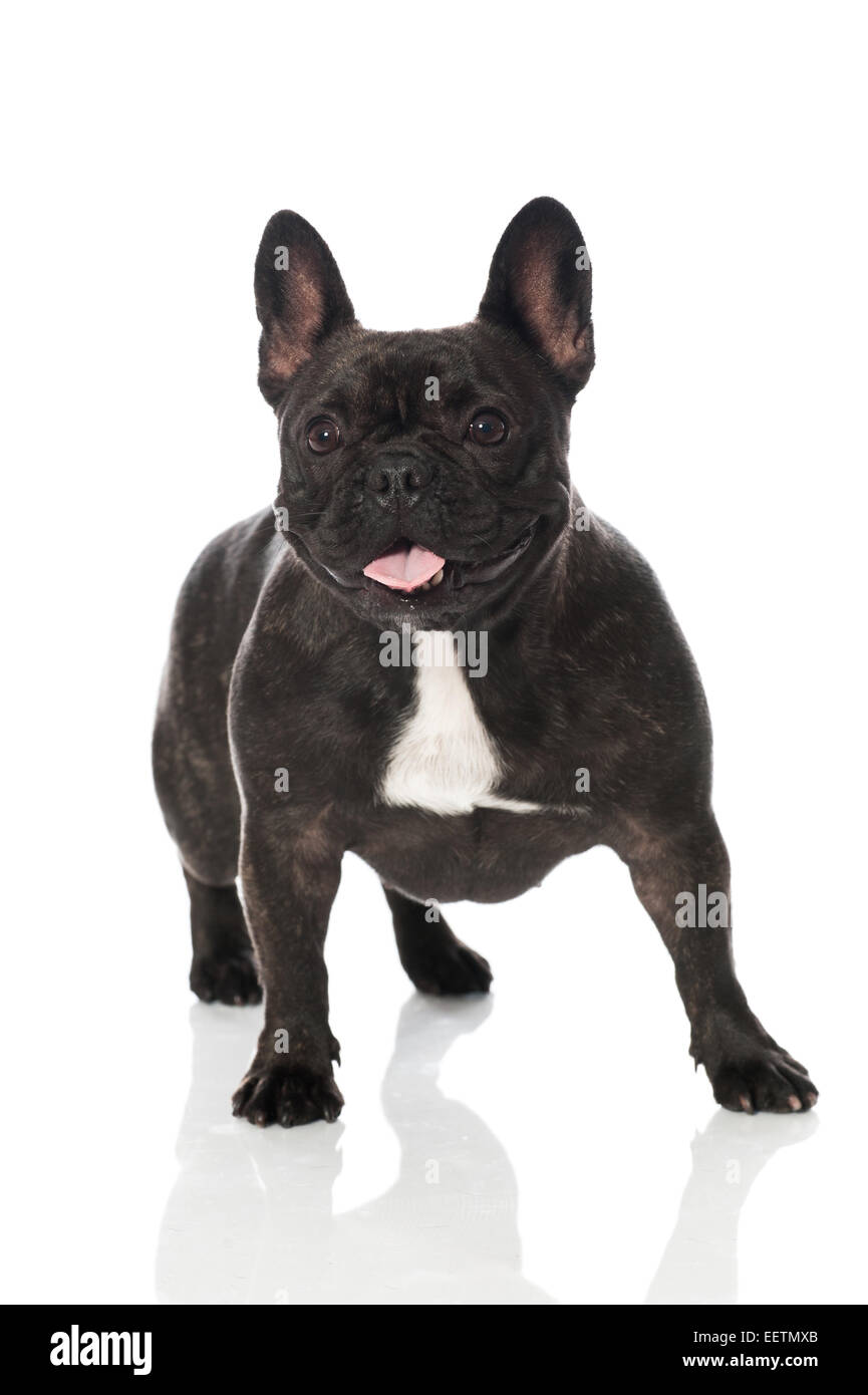 Bulldog francese isolato su bianco Foto Stock Bulldog francese isolato su bianco Foto Stock